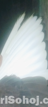 এক জোরা গররা বিক্রি হবে